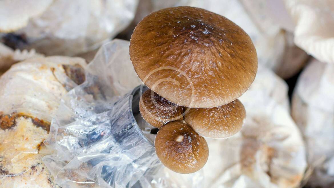 Mushroom is a great diabetic food