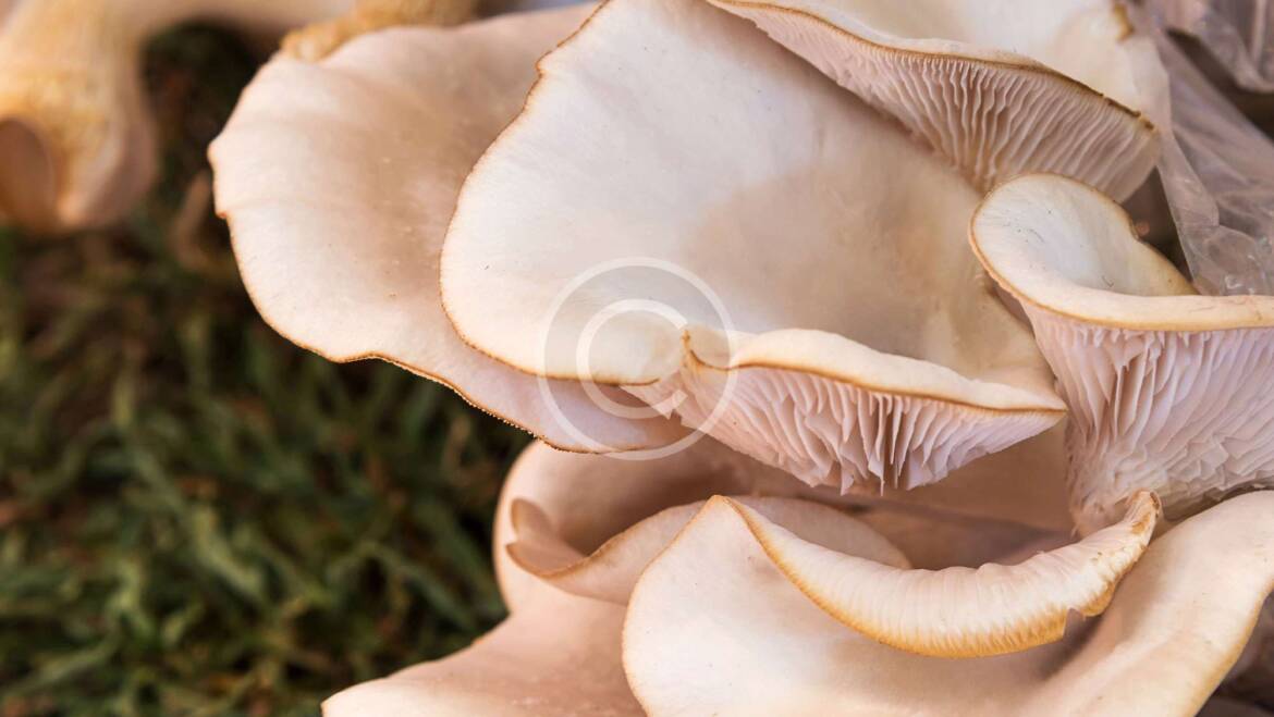 Mushroom can protect against heart disease